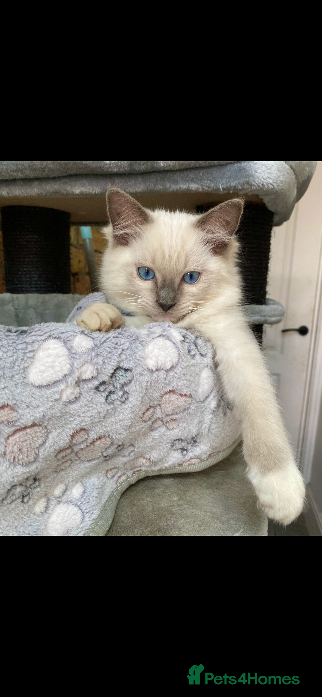 Ragdoll cats for sale: Outstanding TICA reg Kittens – Champion Bloodlines - Image 14