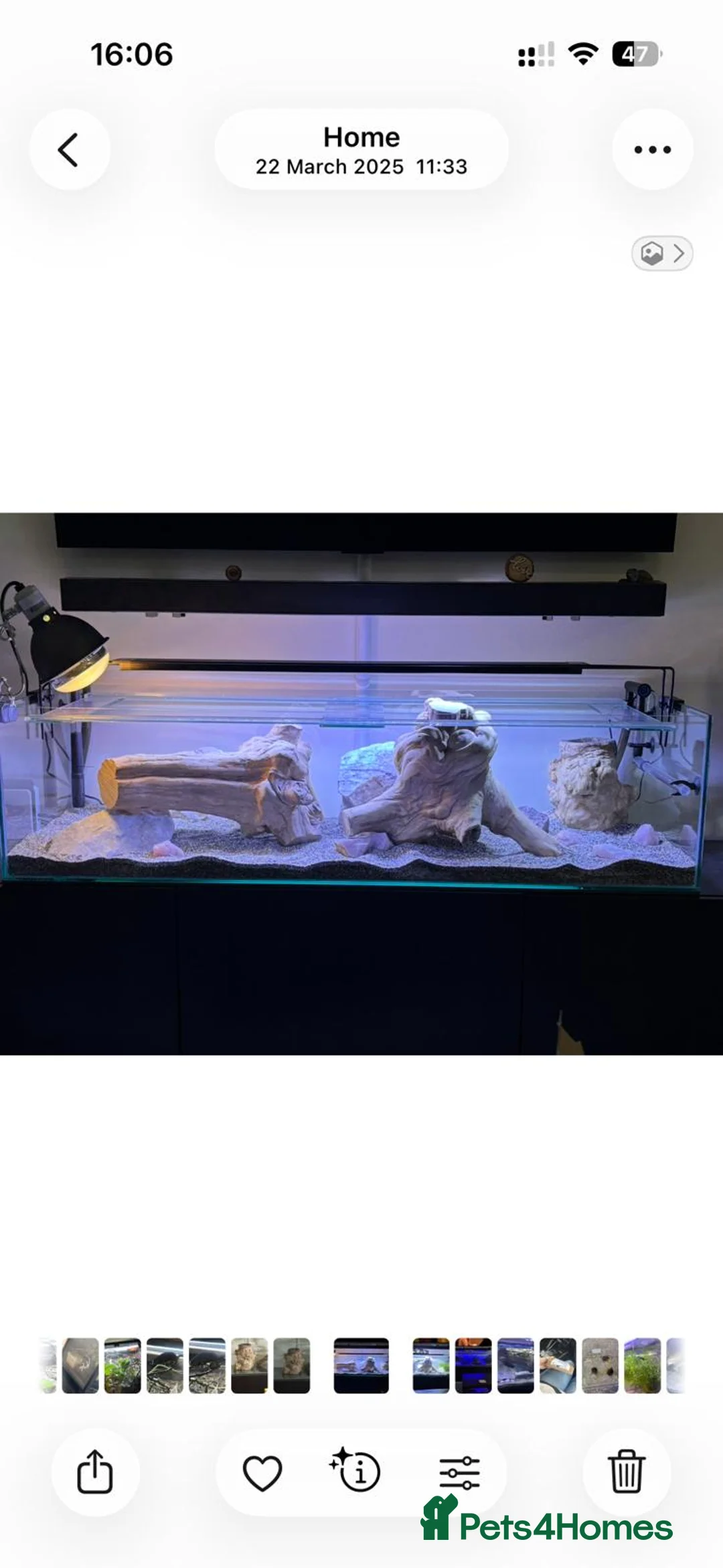 Turtle reptiles for sale: 2 Musk Turtles Unsexed - Advert 7