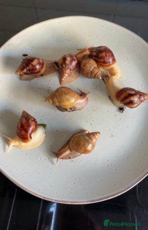 Snails invertebrates - Advert 1