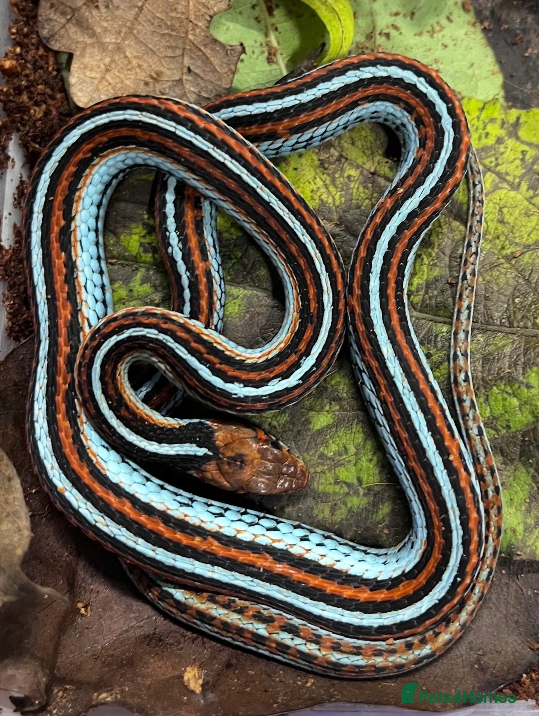 Garter Snake reptiles for sale: CB26 High Percentage Sanfrancisco Garter Snakes - Advert 1