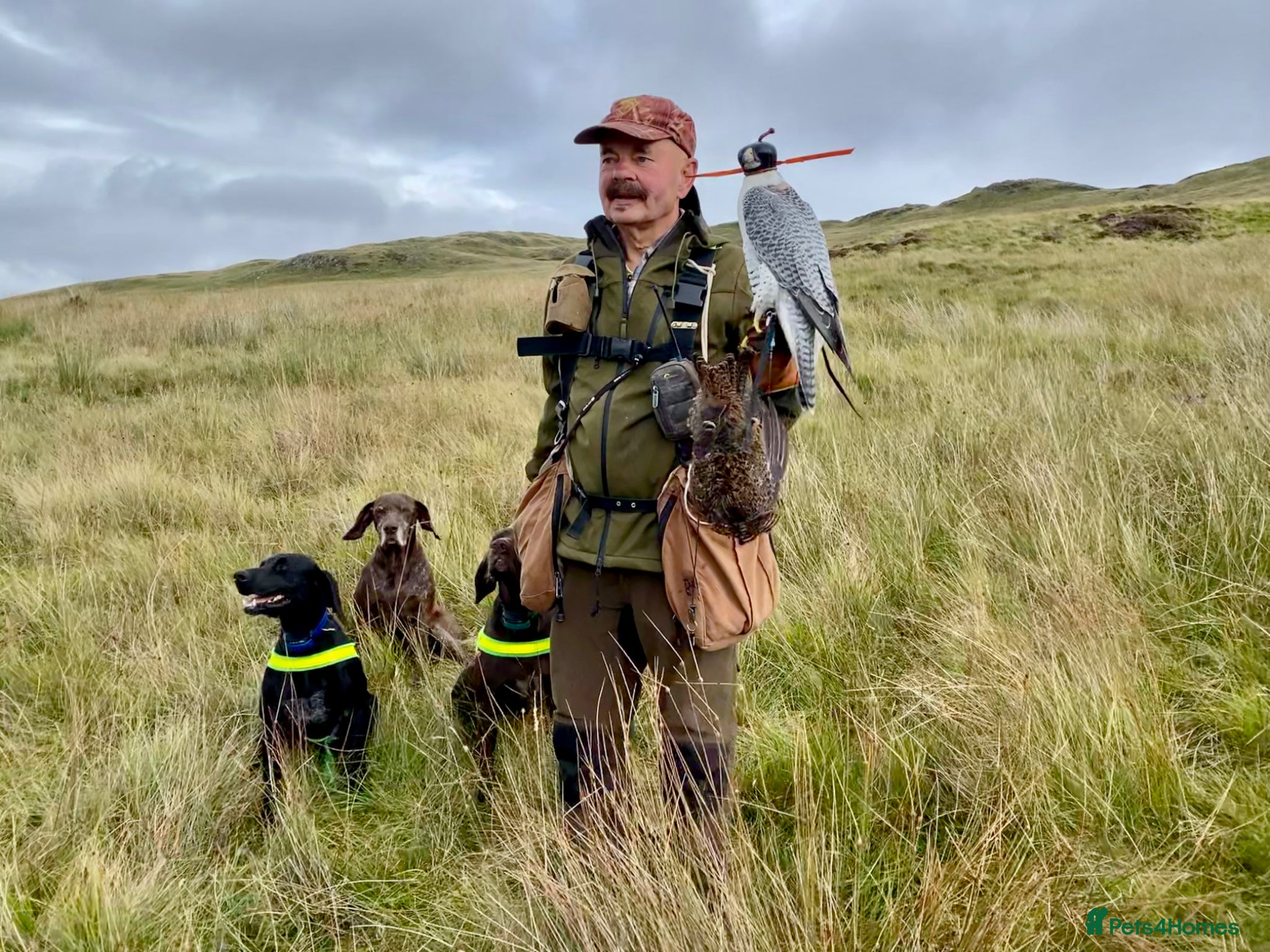 German Shorthaired Pointer dogs Bred For Temperament and work - Advert 2