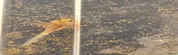Axolotl reptiles for sale: Axolotl babies - Advert 1