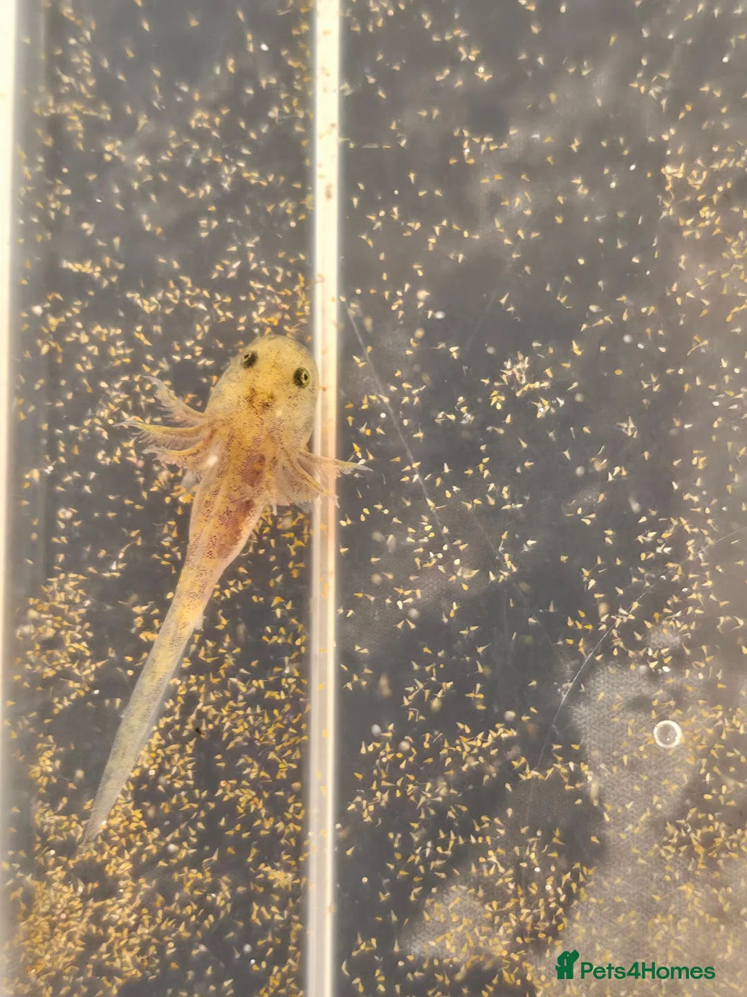 Axolotl reptiles for sale: Axolotl babies - Advert 1