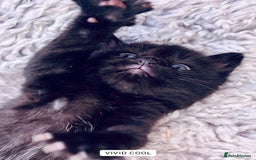 Mixed Breed cats for sale: 6 Kittens for sale - Image 9