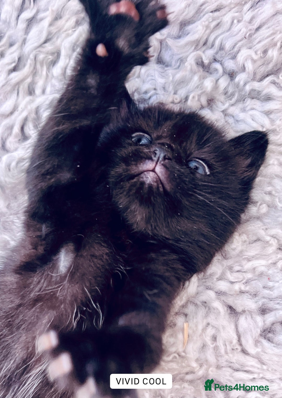 Mixed Breed cats for sale: 6 Kittens for sale - Image 9