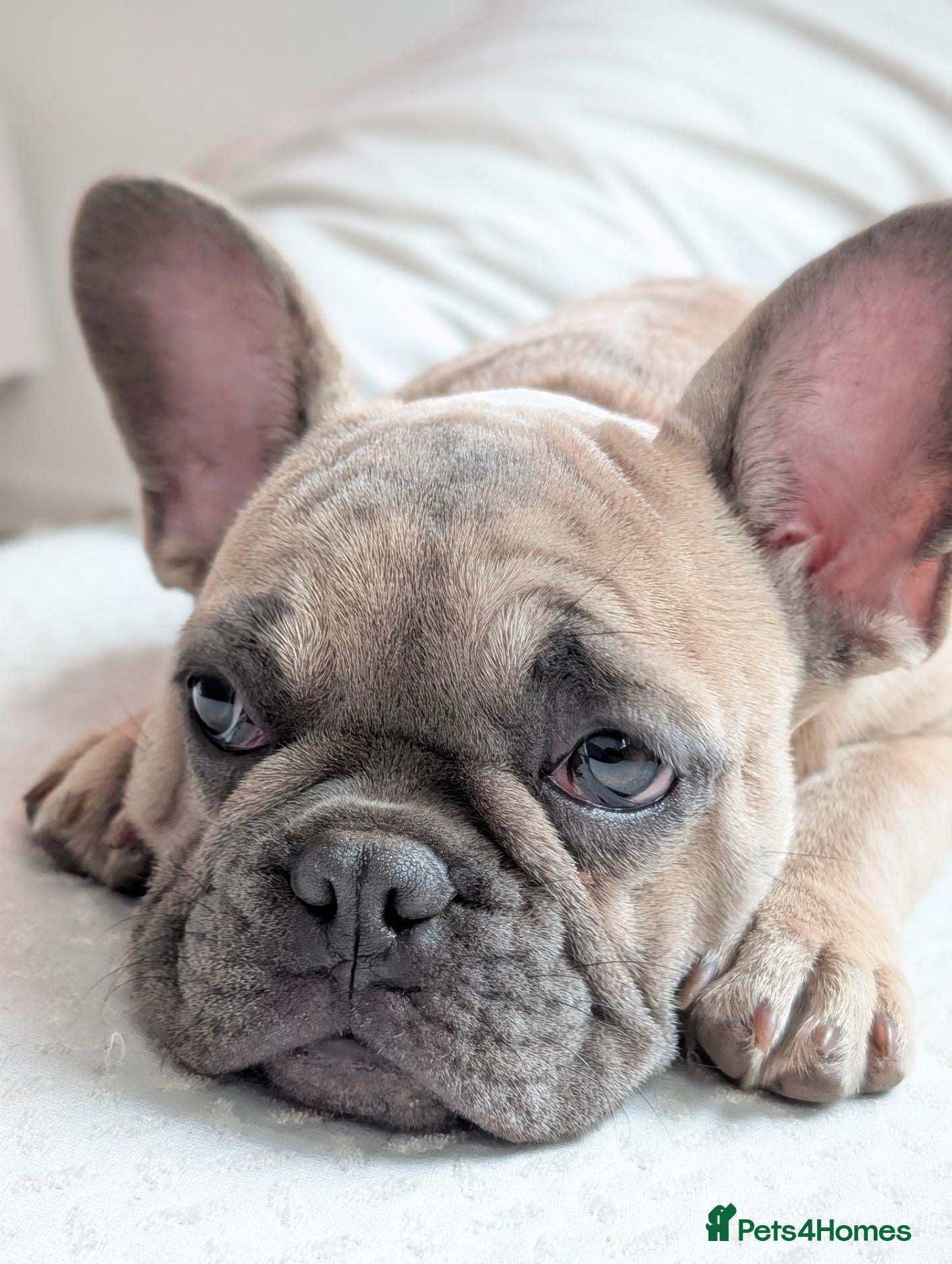 French Bulldog dogs for sale: French Bulldog Puppy - Advert 11