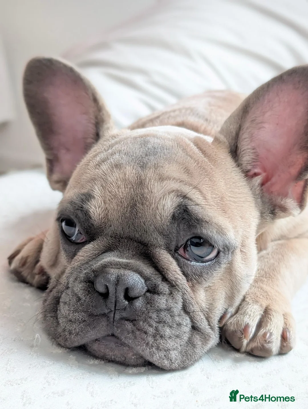 French Bulldog dogs for sale: French Bulldog Puppy in Enfield - Advert 1