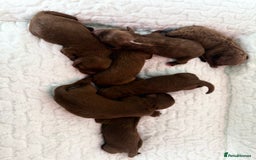 Cavapoo dogs for sale: TOY F1B dna & Heath clear parents.  in Porth - Image 1