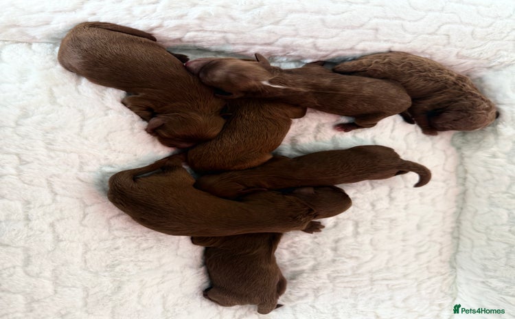 Cavapoo dogs in Porth - Advert 3