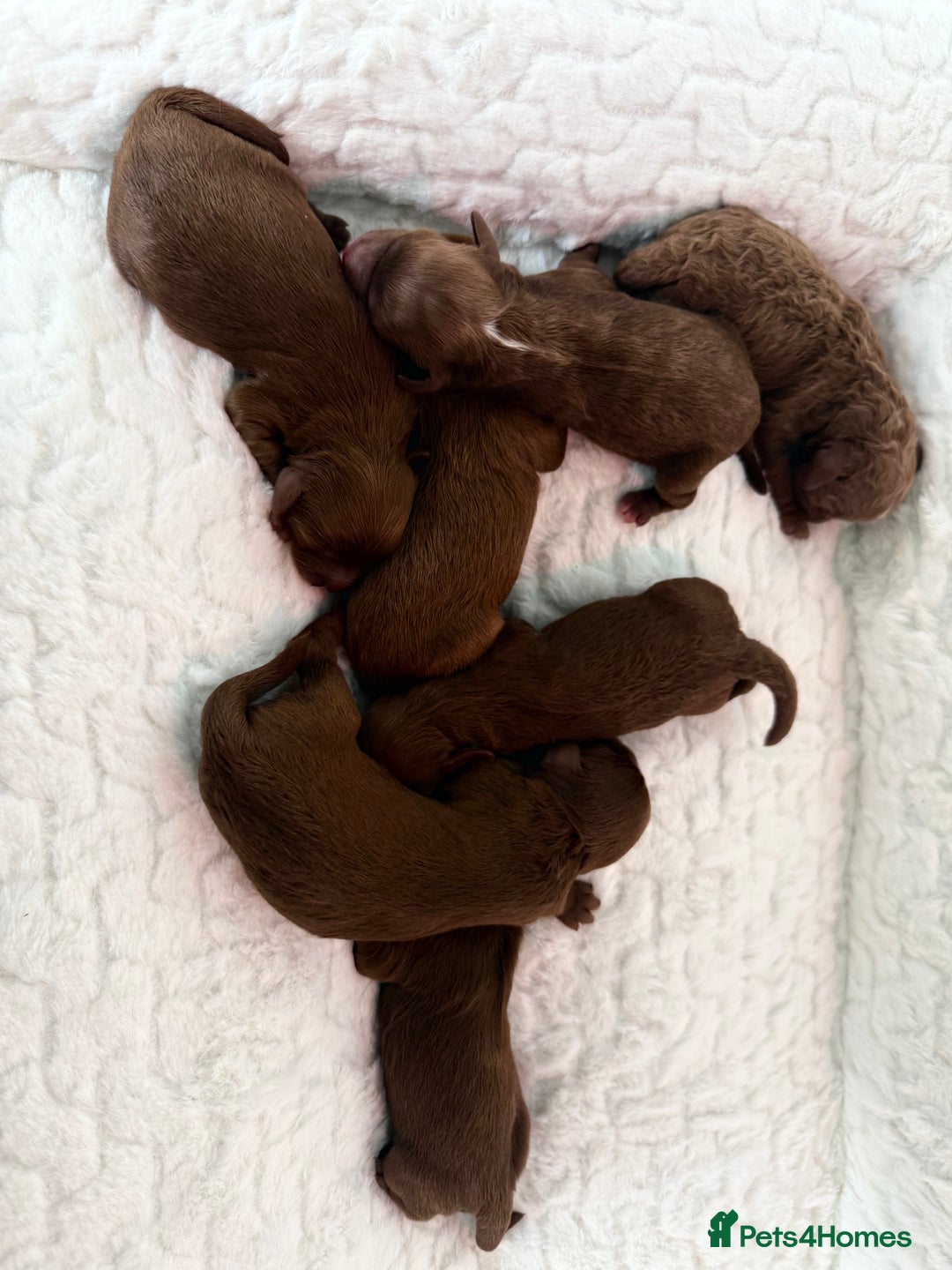Cavapoo dogs for sale: TOY F1B dna & Heath clear parents.  in Porth - Image 1