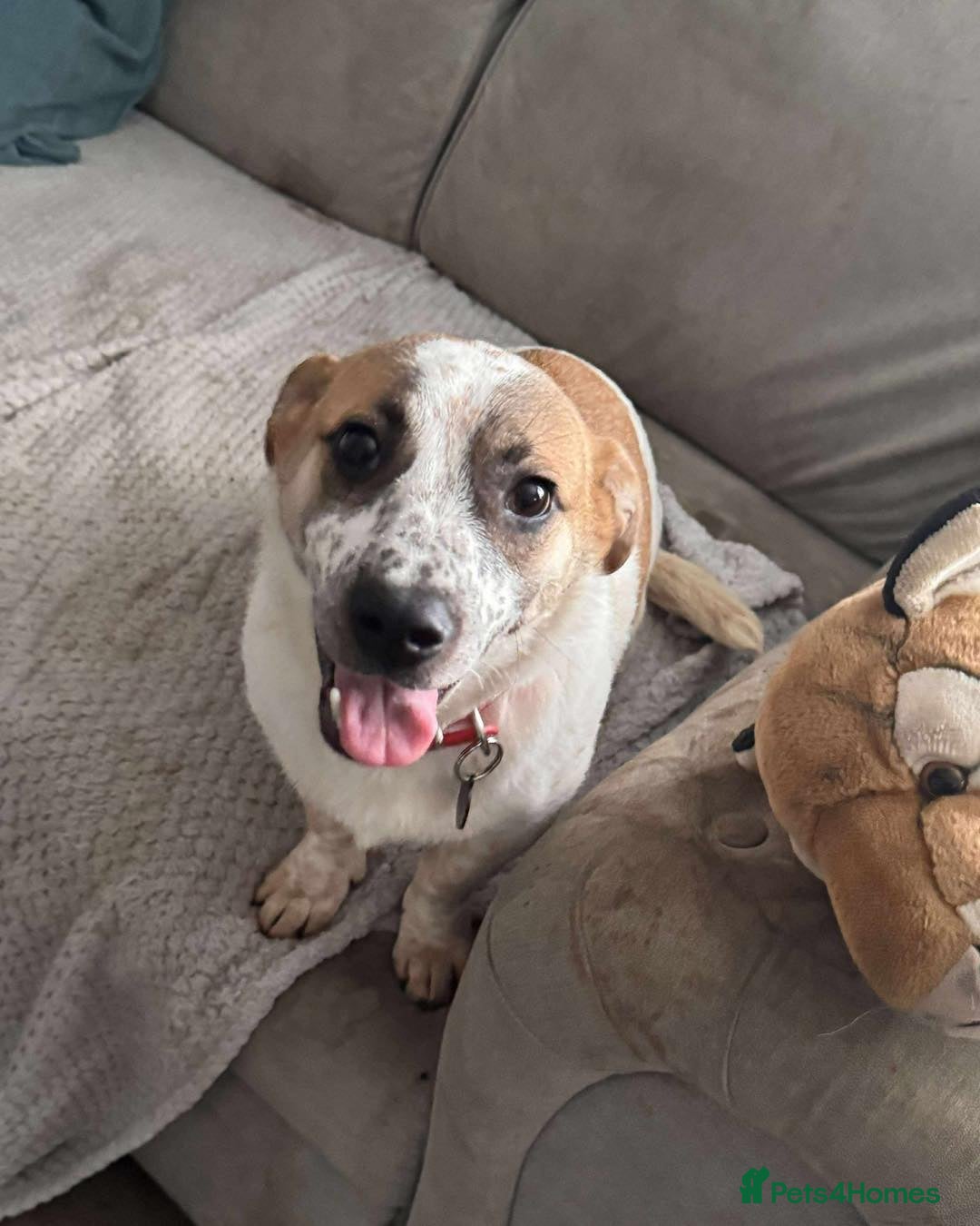 Mixed Breed dogs Lively Laika - Advert 1