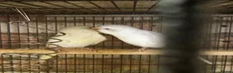 Budgerigars birds for sale: 5 beautiful baby budgies with a cage  - Advert 9