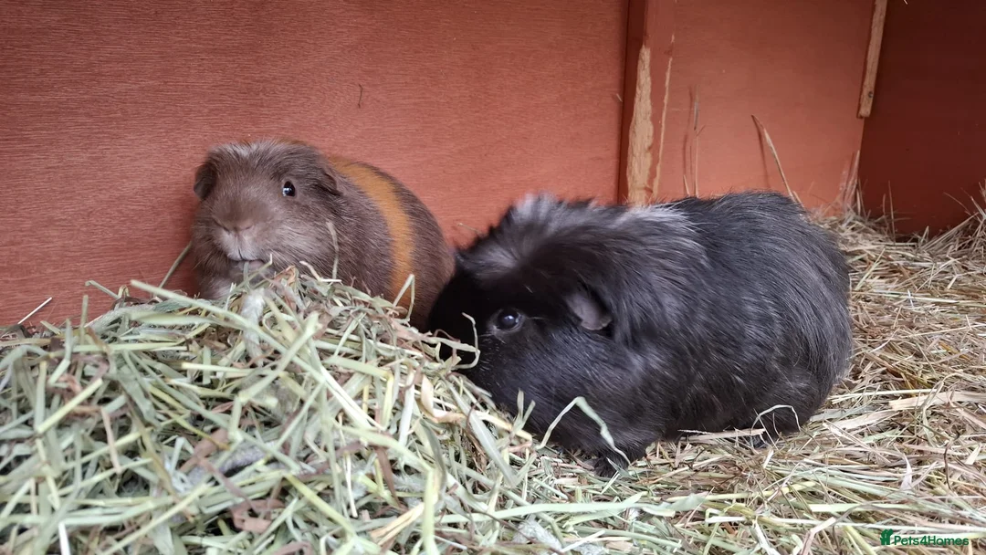 Guinea Pig rodents for sale: Retirement Home Albert & George - Advert 4