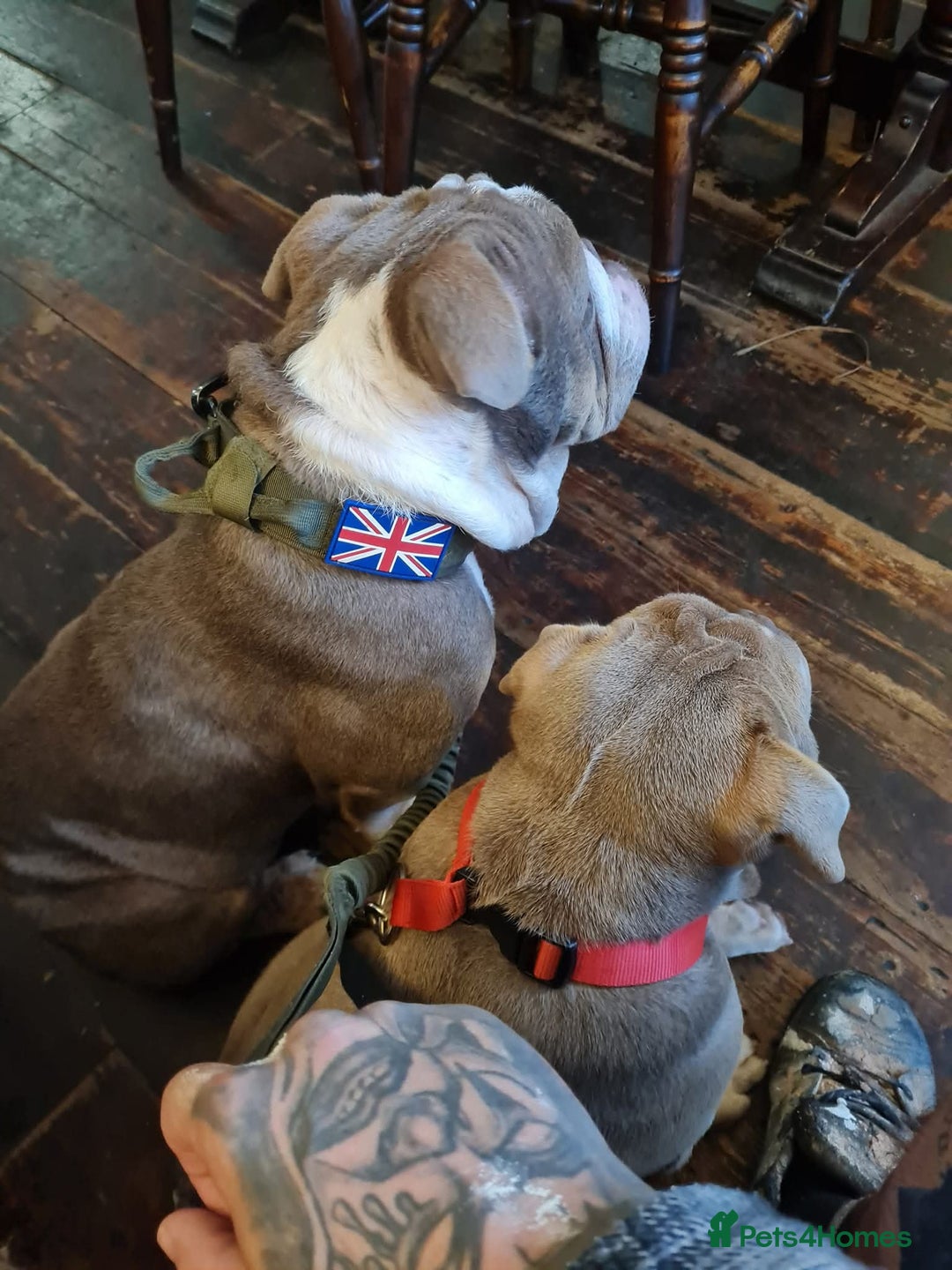 English Bulldog dogs for sale: Dogs for sale - Advert 4