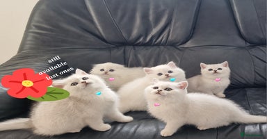 Scottish Fold cats - Advert 3