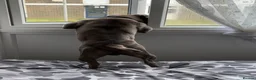Staffordshire Bull Terrier dogs for stud: Aqua chop SPENCE🩸A SUPERB CH VALGLO BLOODLINE🩸 - Advert 15