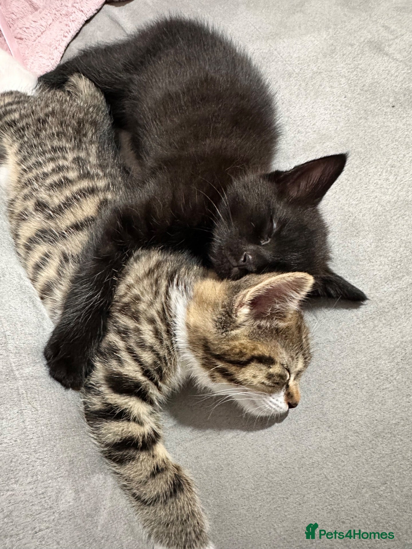 Domestic Shorthair cats Female tabby kitten ready for new home 05/10/2026 - Advert 9