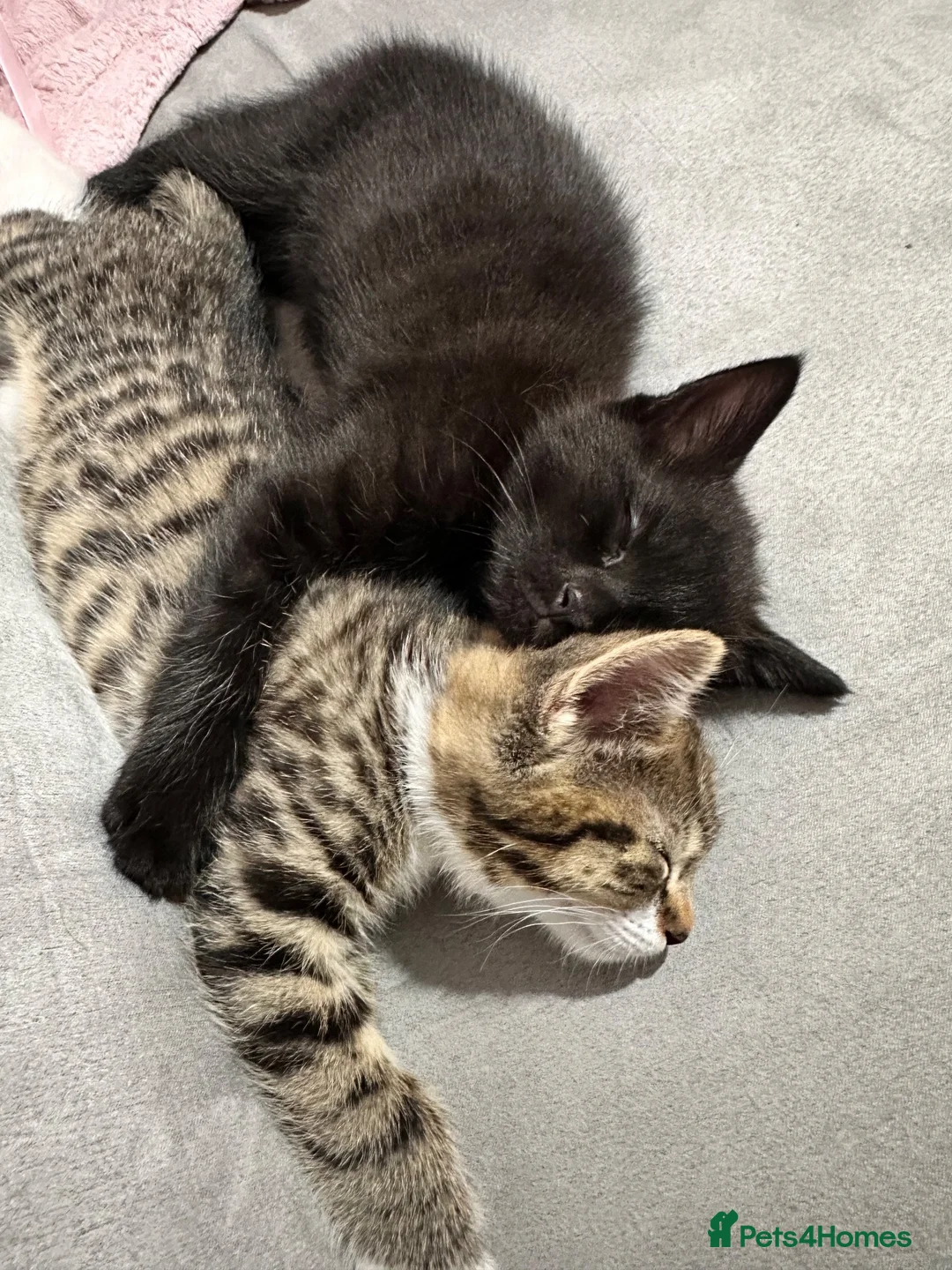 Domestic Shorthair cats for sale: Female tabby kitten ready for new home 05/10/2026 in Berkeley - Advert 1