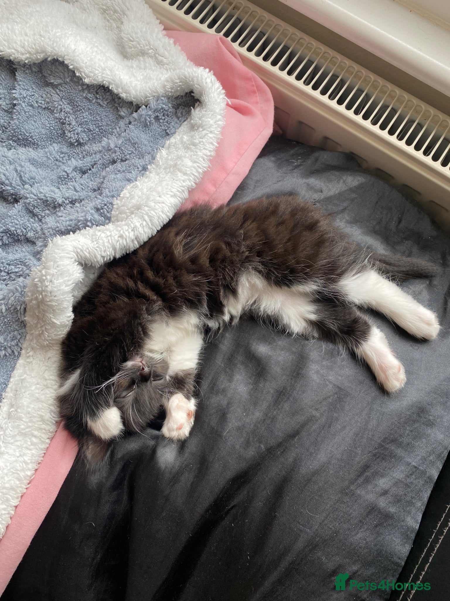 Mixed Breed cats for sale: Tuxedo kittens looking for their forever homes  - Advert 19