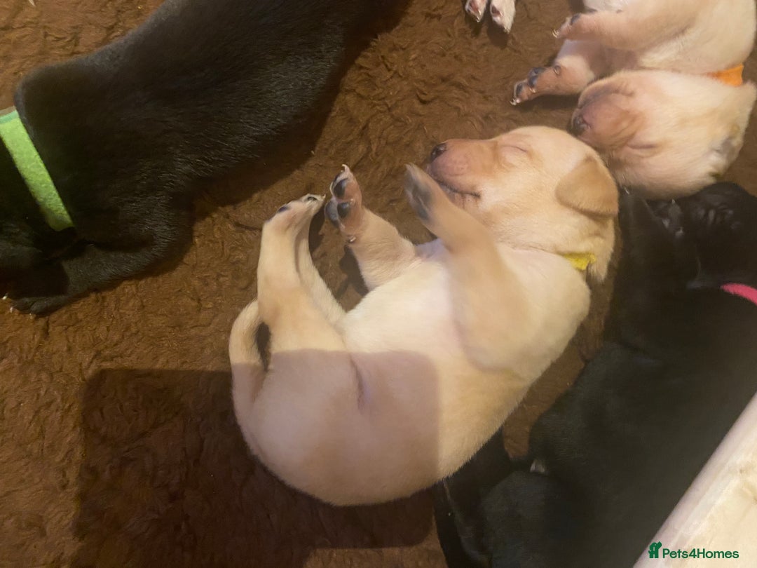 Labrador Retriever dogs for sale: KC registered Labrador puppies - Advert 8