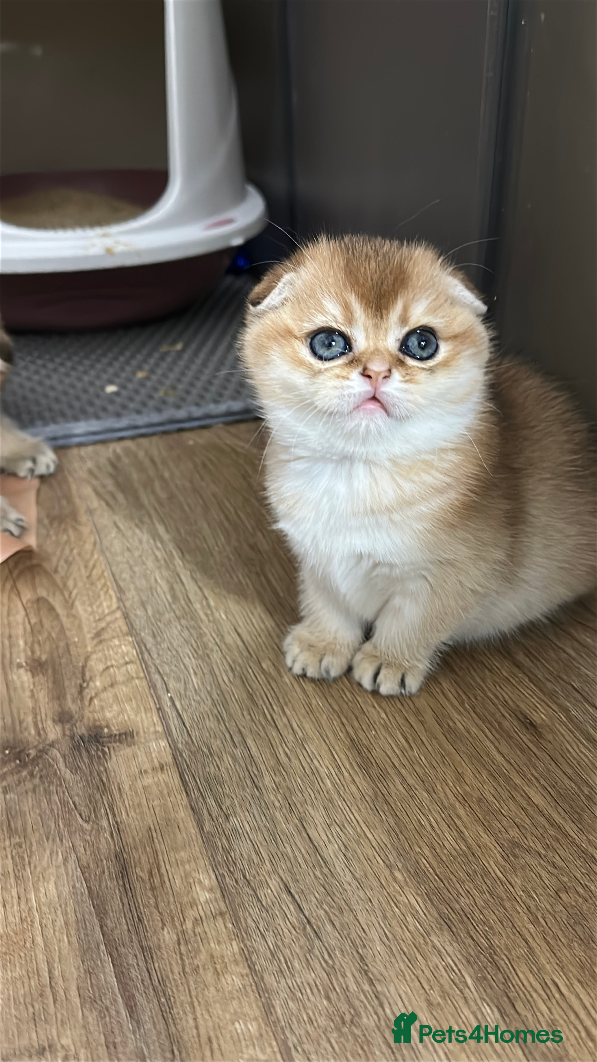 Scottish Fold cats Soft, Gentle Scottish Fold Girl  - Advert 1
