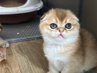 Scottish Fold cats Soft, Gentle Scottish Fold Girl - Advert 4