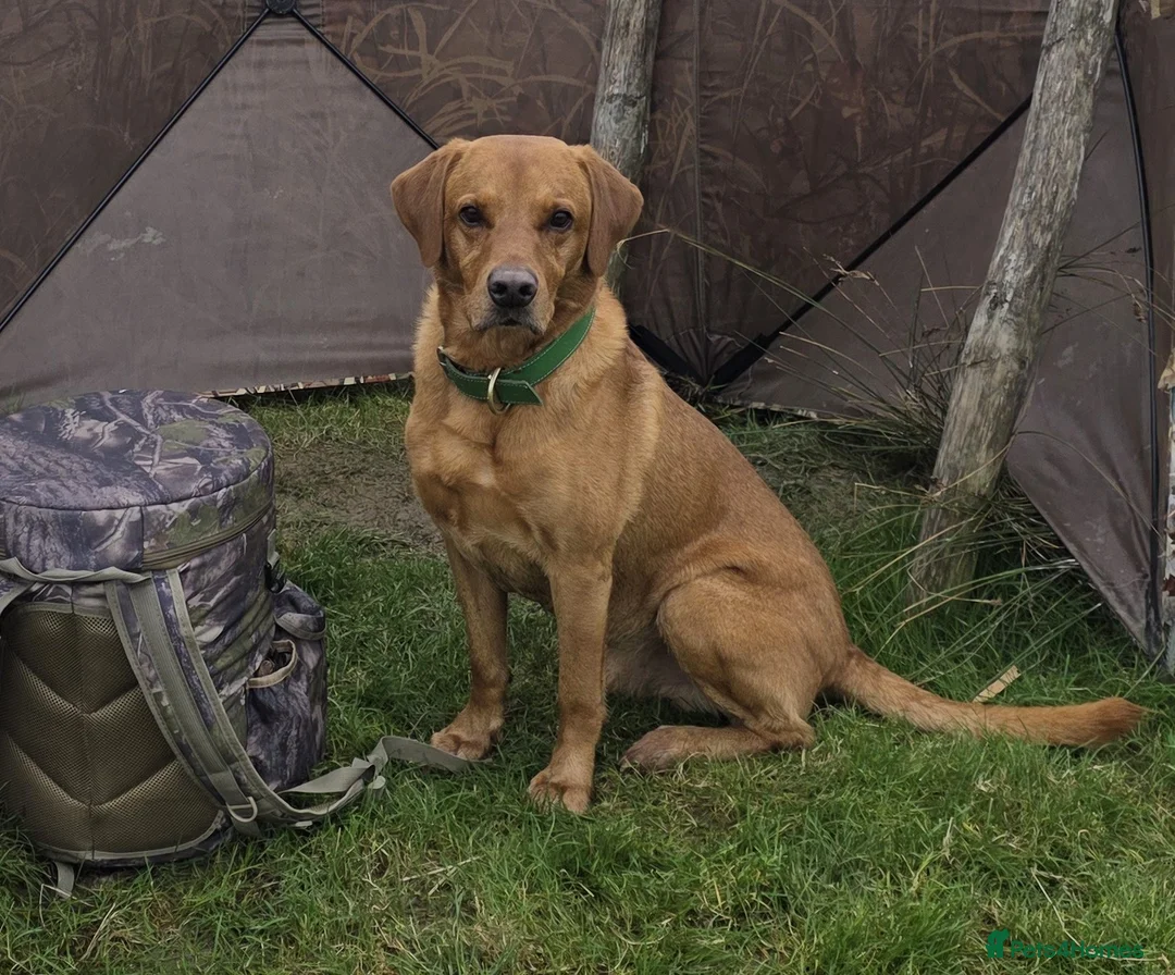 Labrador Retriever dogs for stud: Fox Red Labrador -  STUD ONLY - Advert 1