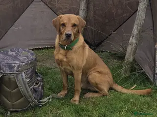 Labrador Retriever dogs Fox Red Labrador - STUD ONLY - Advert 1