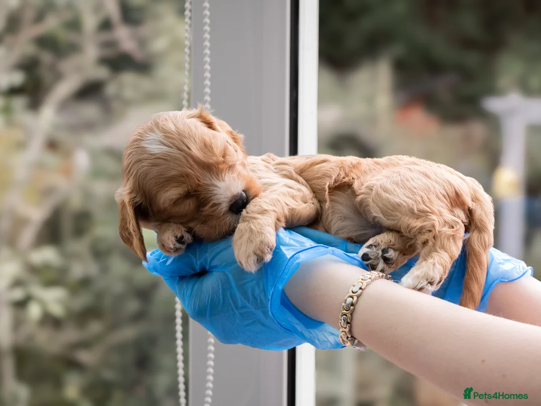 Cavapoo dogs for sale: Adorable Cavapoo Puppies for Sale - Advert 5