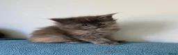 Maine Coon cats for sale: Exceptional Maine Coon Kittens in Melksham - Advert 3
