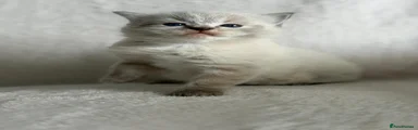 Kitten 1