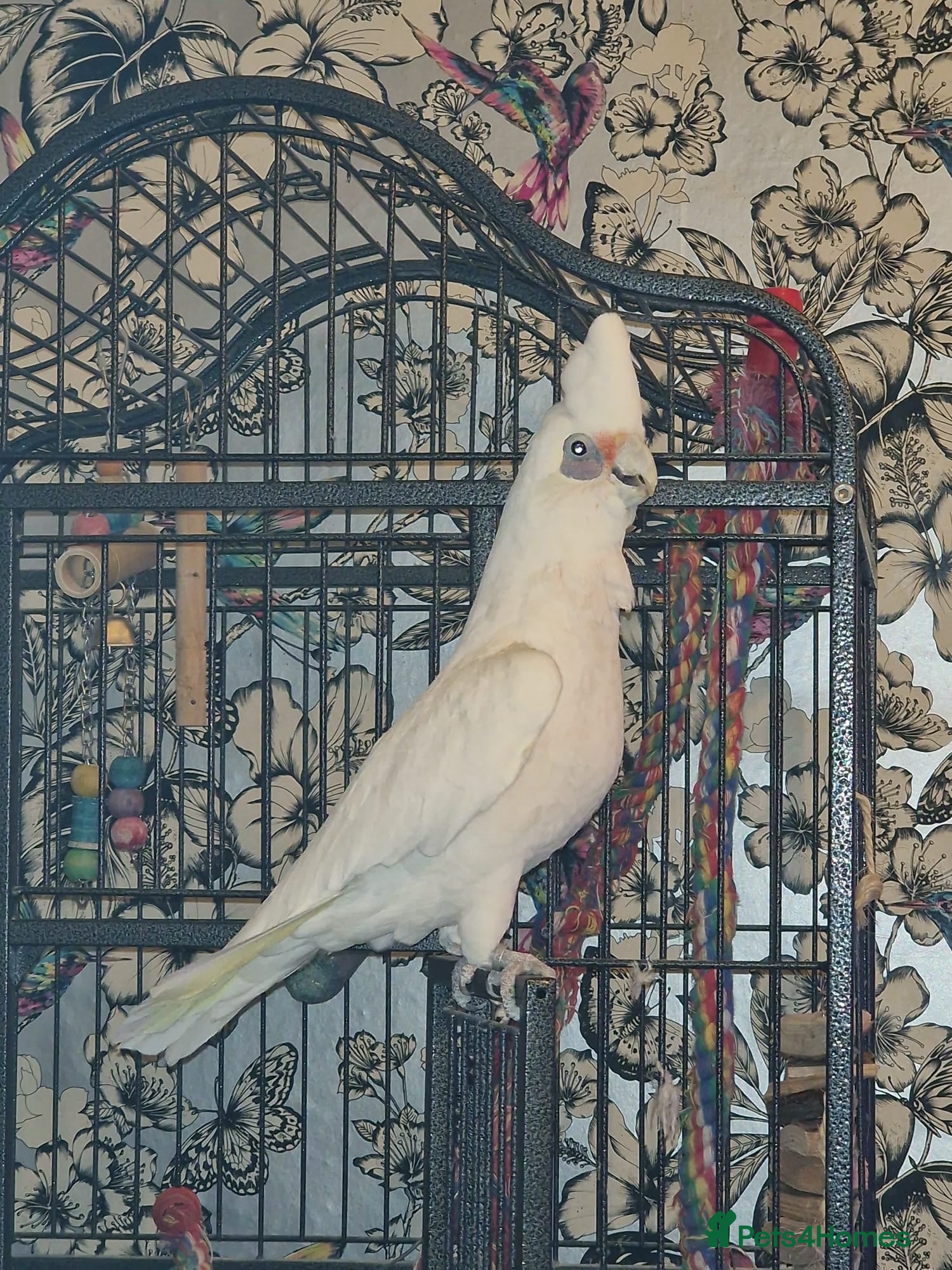 Cockatoo birds Cockatoo, male, 20yrs old in Erith - Advert 1