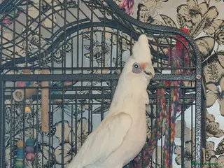 Cockatoo birds Cockatoo, male, 20yrs old in Erith - Advert 1