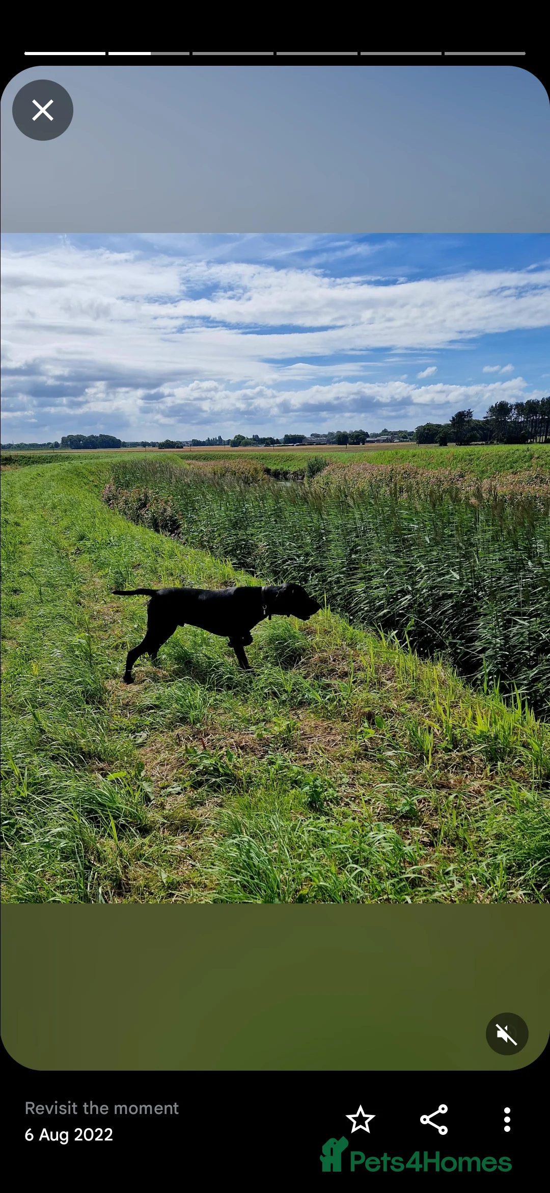 German Shorthaired Pointer dogs for stud: PROVEN  full KC Reg GSP 5th Generation working in Liverpool - Advert 2