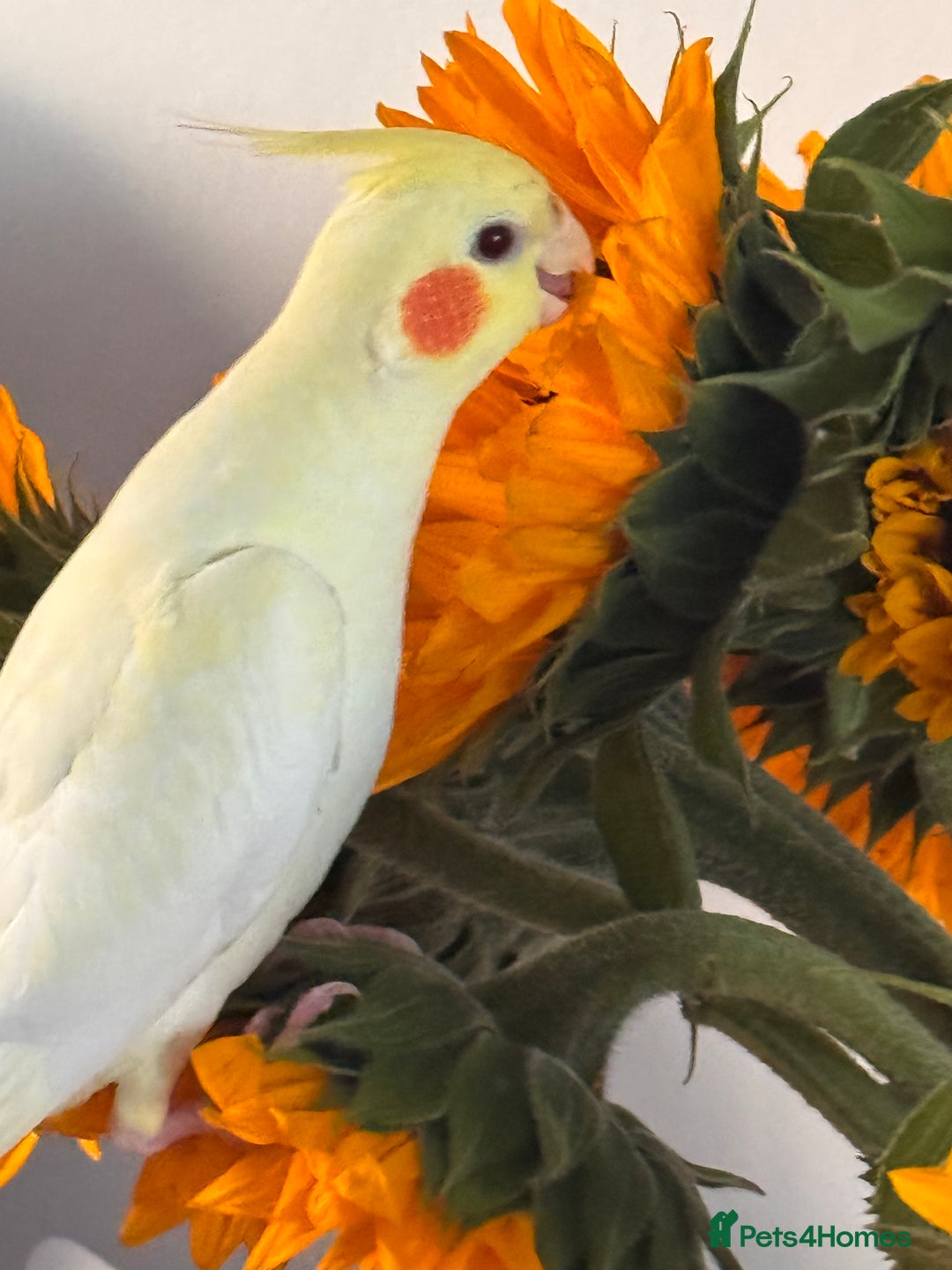 Cockatiels birds for sale: Lutino Cockatiel   & Cage -  Pending Collection - Image 2