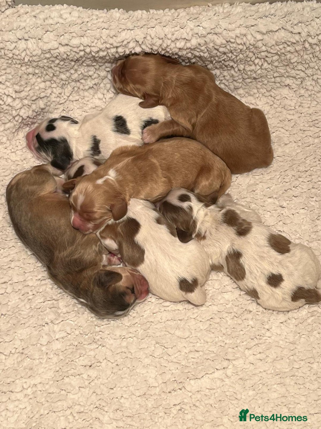 Cocker Spaniel dogs for stud: Orange Roan KC reg Show Cocker Spaniel Stud - Advert 13