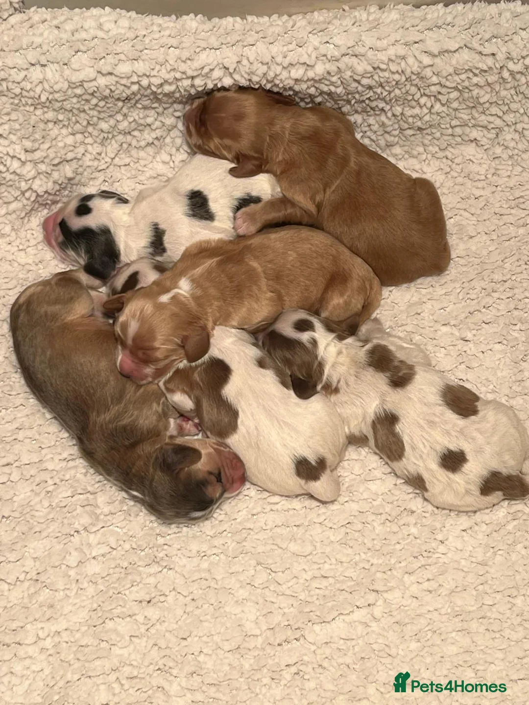 Cocker Spaniel dogs for stud: Orange Roan KC reg Show Cocker Spaniel Stud - Advert 15