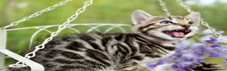 Bengal cats for sale: Beautiful Bengal kittens  - Advert 17