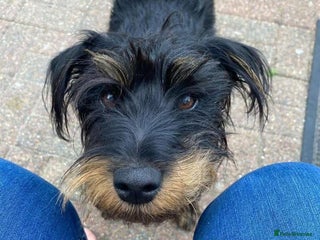 Mixed Breed dogs - Advert 24