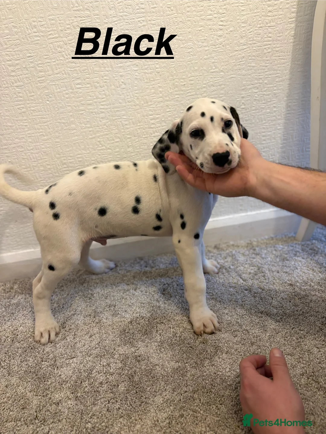 Dalmatian dogs for sale: 5 gen KC Dalmatians AVAILABLE NOW - Advert 18