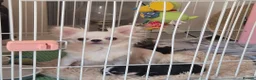 Chihuahua dogs for sale: Beautiful long haired chihuahua girl  - Advert 2