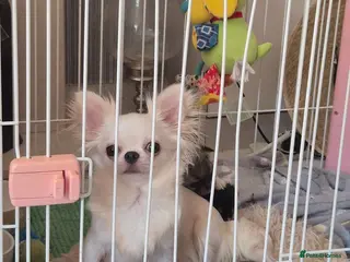 Chihuahua dogs Beautiful long haired chihuahua girl - Advert 2