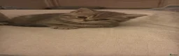 British Shorthair cats for sale: Ready to go British Shorthair Kittens - Advert 5