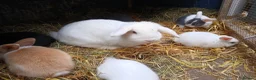 Mini Lop rabbits for sale: Mini lop bunnies  - Advert 1