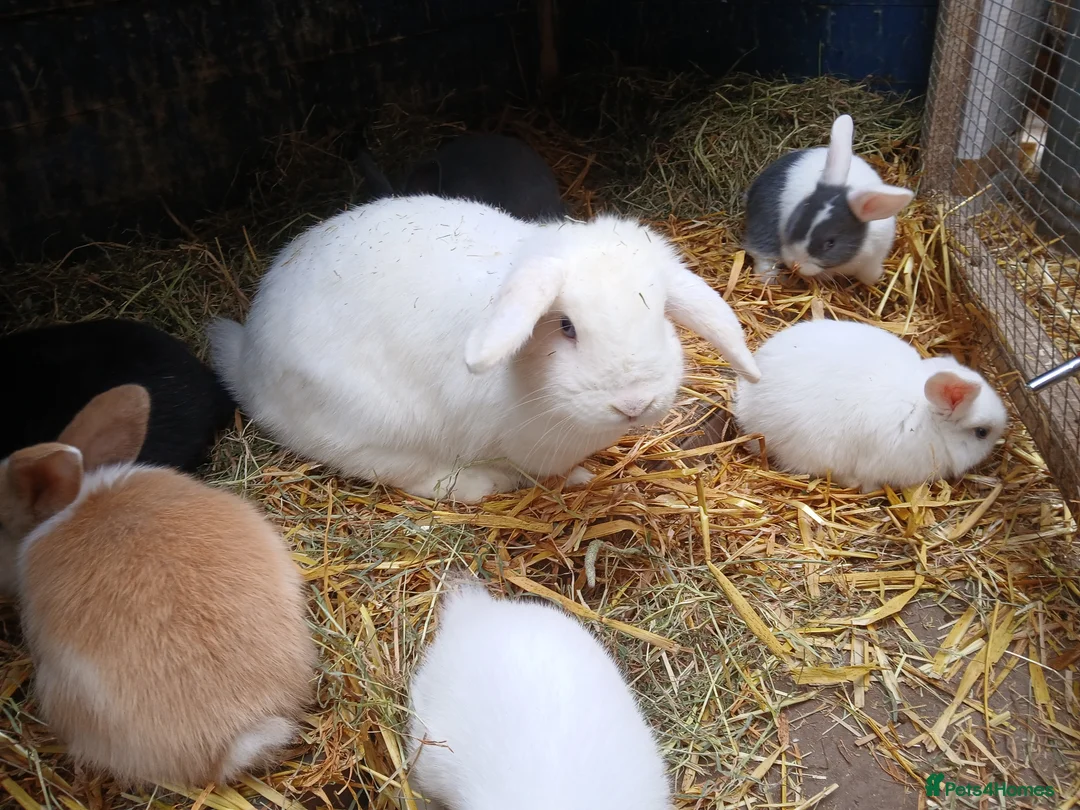 Mini Lop rabbits for sale: Mini lop bunnies  - Advert 1