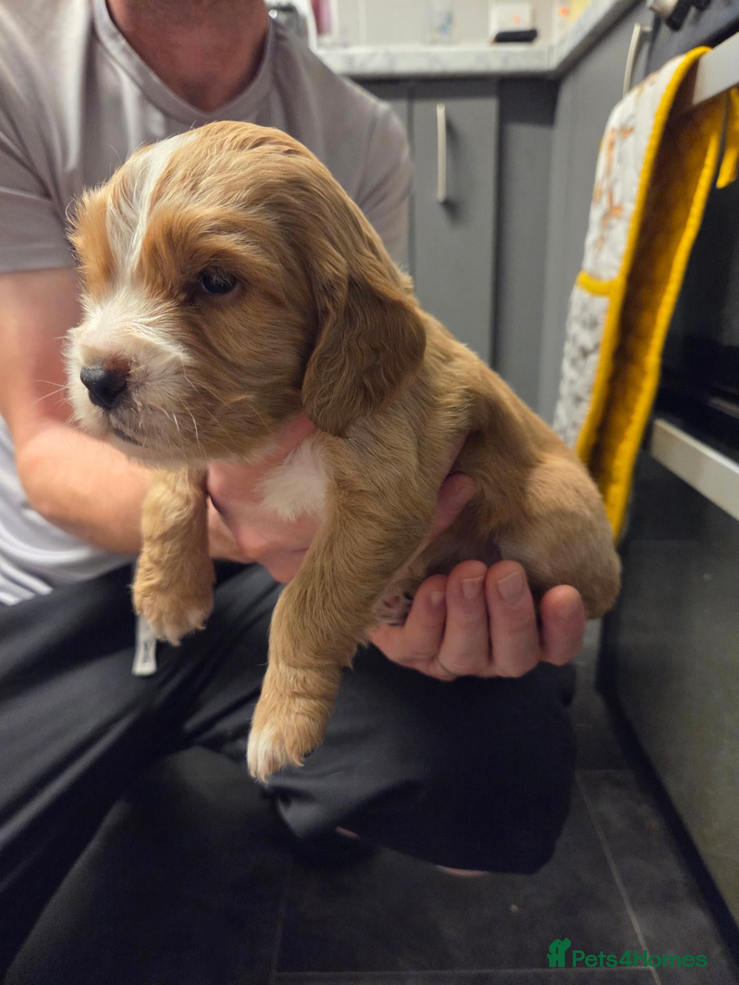 Cocker Spaniel dogs Beautiful litter of 5 male cocker spaniels  - Advert 18