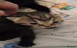Domestic Shorthair cats for sale: 3 Beautiful Kittens - Image 3