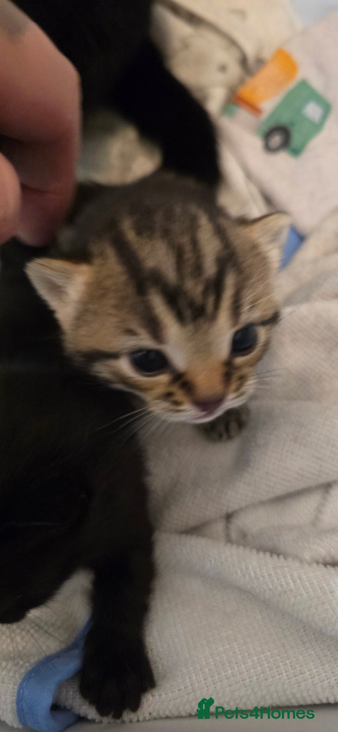 Domestic Shorthair cats for sale: 3 Beautiful Kittens - Image 3