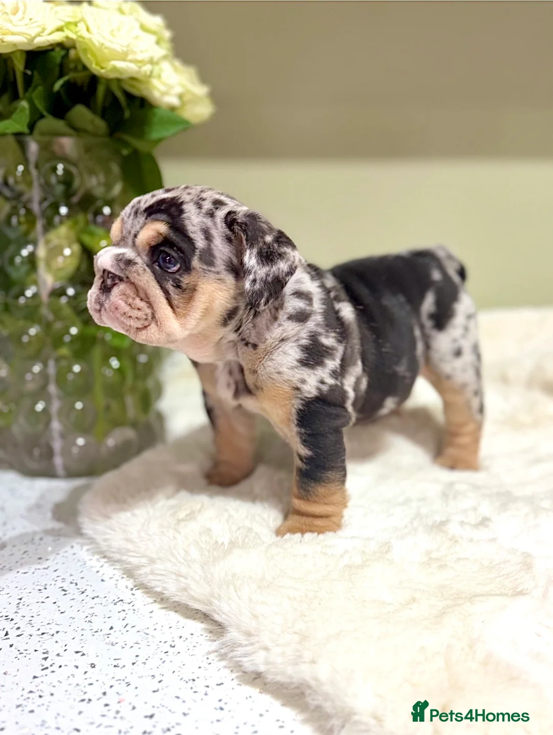English Bulldog dogs for sale: Merle English Bulldog  in Wigan - Advert 2