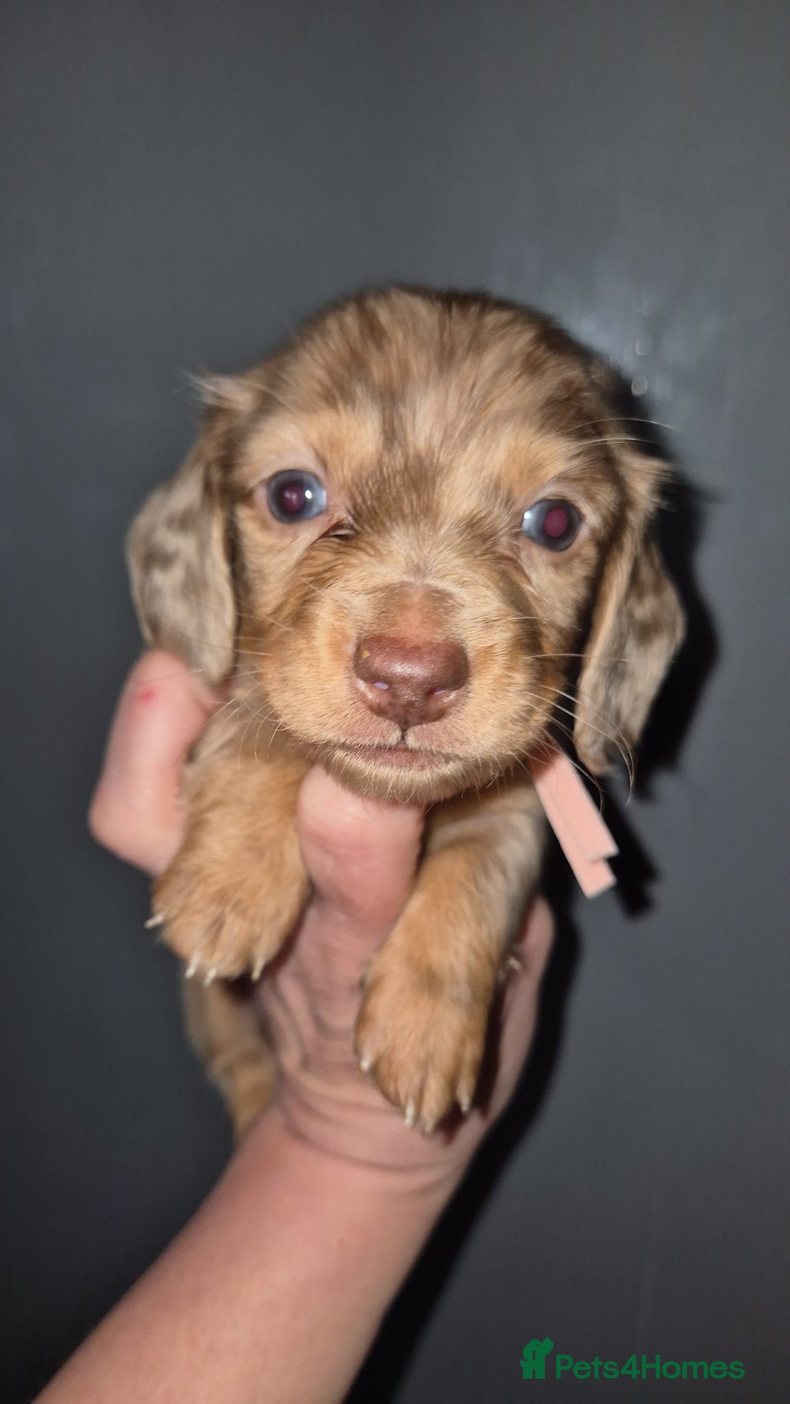 Dachshund dogs Kc registered miniature long coat dachshund  - Advert 16